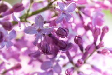 Close-up of a twig with purple lilac scented spring flowers and some buds of the  Syringa Vulgaris....