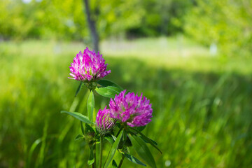 Pink flowers of clover, blurred background