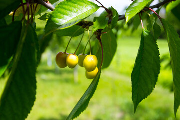 Branch of yellow ripe fresh sweet cherry, blurred background