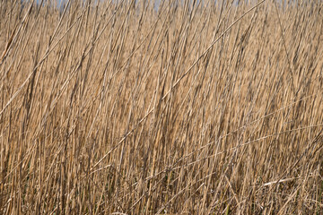 Golden reed gently swaying in the wind on the shore of a pond. Reed is used as roofing material. Background image