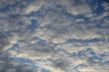 Altocumulus clouds at sunset.