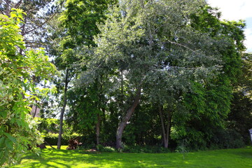 trees in the garden