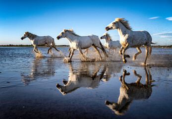 Quatuor au galop