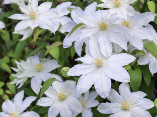 Soft focus, abstract floral background, white Clematis flower. Macro flowers backdrop for holiday brand design