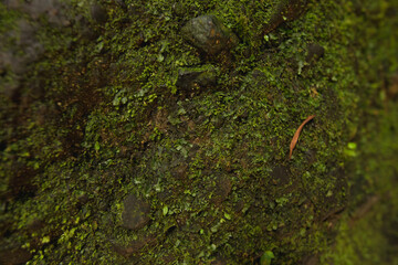 green moss on the rock