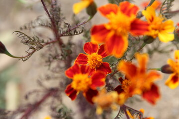 Blossom Orange Flame Marigold in autumn, South Korea