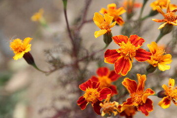 Blossom Orange Flame Marigold in autumn, South Korea