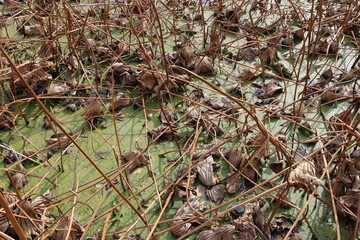 The withered lotus leaves in the pond in autumn, South Korea