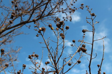 Withered flowers and artistic branches in sunny day, South Korea