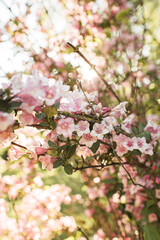 Blooming cherry / apple tree flowers. Natural summer floral composition
