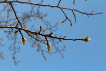 Magnolia buds with the artistic branch and clear blue sky in autumn, South Korea
