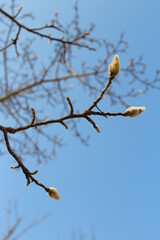 Magnolia buds with the artistic branch and clear blue sky in autumn, South Korea
