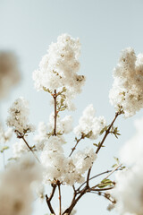 Blooming white lilac flowers bush. Natural summer floral composition