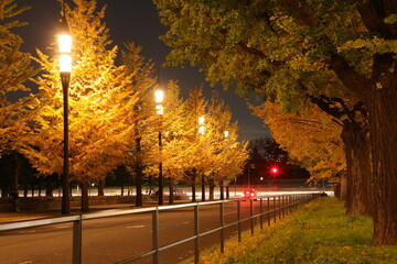 東京の黄葉