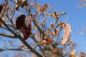 Cornus kousa branches and leaves against the clear blue sky in autumn, South Korea