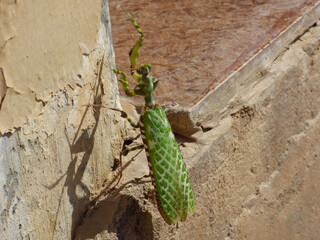Oman, close-up view of a praying mantis about to fly with spread wings