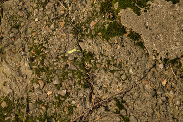 Brown ground surface. Close up natural background