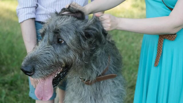 Portrait of a irish wolfhound dog that is caressed by his owners, a young caucasian couple. Animal care and animal lovers concept 
