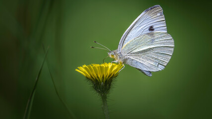 Kohlweißling - Pieris brassicae