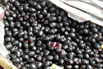 A wicker basket full of jamun berries (Eugenia jambolana, also known as Java plum, or black plum).