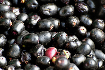 A wicker basket full of jamun berries (Eugenia jambolana, also known as Java plum, or black plum). 