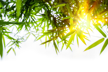 Green bamboo leaves and sunlight isolated on white background.