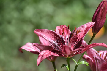 dark pink lilies with velvet petals perfect background for congratulations