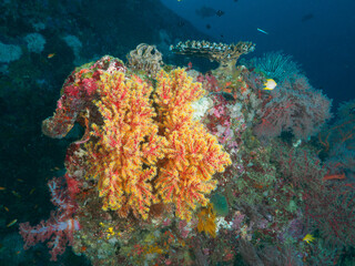 Fototapeta na wymiar Yellow gorgonian corals fully opening polyps (Koh Tachai, Similan National Park, Thailand)