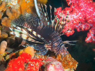 Common lionfish surrounded by corals © Mayumi.K.Photography