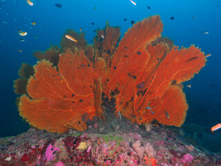 Fototapeta na wymiar Huge gorgonian sea fan formation