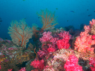 Naklejka na ściany i meble Knotted fan and soft corals
