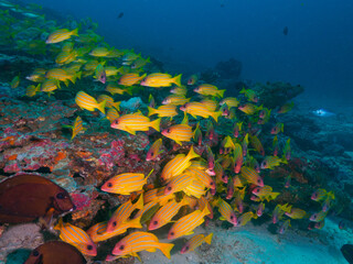 Fototapeta na wymiar School of Five lined snapper at coral reef (Koh Bon, Similan National Park, Thailand)