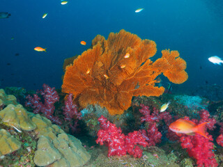Fototapeta na wymiar Gorgonian fan and soft corals