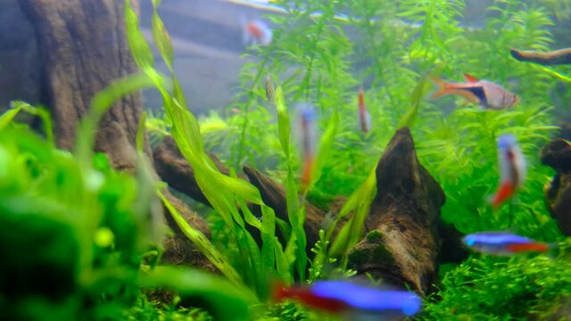 スクリューバリスネリアの水草の風景