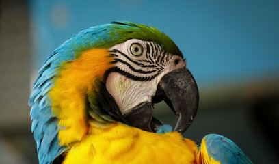 blue and yellow macaw