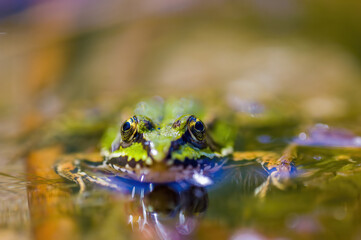 slippery frog in a pond in nature