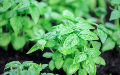 closeup of basil seedlings in a vegetable garden