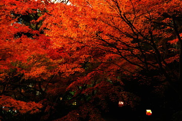 長谷寺の紅葉