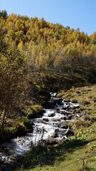 autumn forest stream