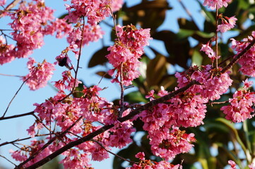pink cherry blossom in spring