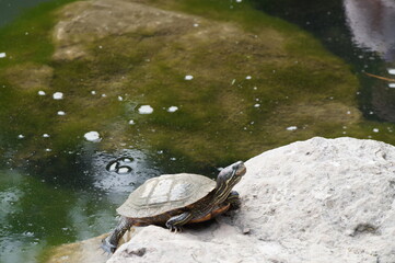Fototapeta premium turtle in the pond