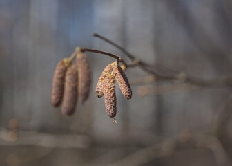catkin flower on a tree