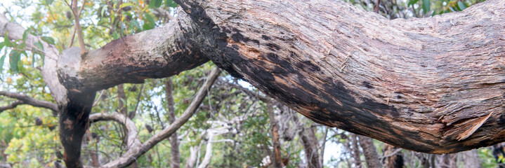 Beautiful tree trunk over a countryside trail