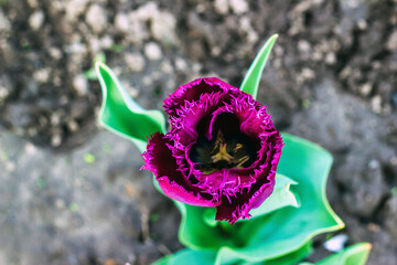 Dark purple fringed tulip Cuban Night grow in spring garden top view