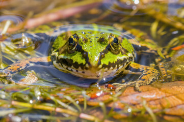 slippery frog in a pond in nature