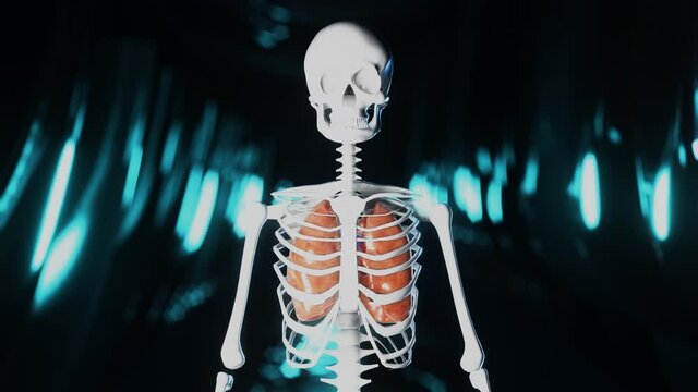 Heart pumbing blood in a skeleton representation. Futuristic background, xray medical bones, biology and healthcare. 3D render animation