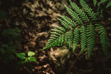 Green fern leaf as a close-up background image
