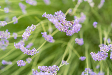Beautiful bee is pollinating on a lavender flower consuming their nectar.