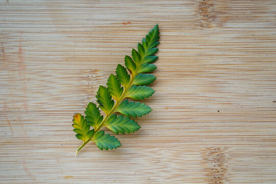 color change of fern leaf on rustic wooden background. Climate change concept