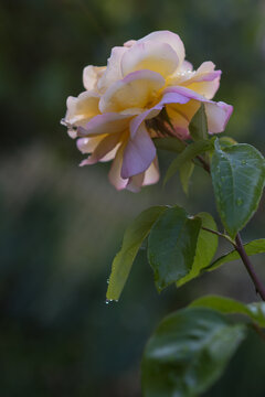 Die schöne Rose Gloria Dei nach dem Regen mit Wassertropfen in voller Blüte